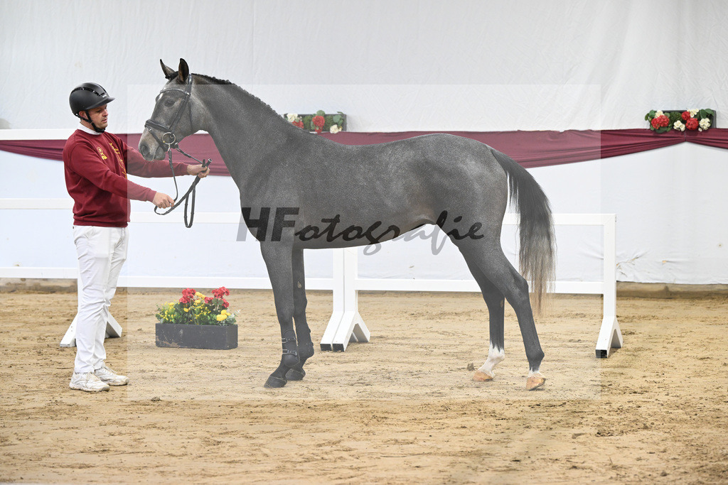 Kat-Nr. 2 Arezzo Man x Canoso_Pferdezucht Pech GbR 47250026 | hf-fotografie - Realisiert mit Pictrs.com