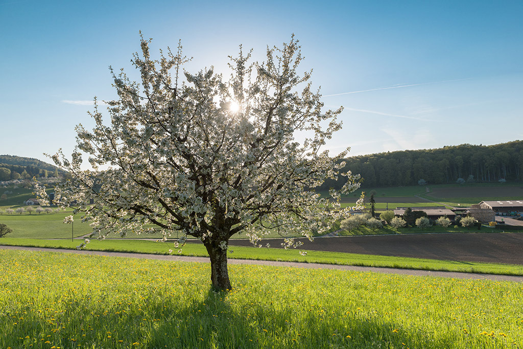 Blühender Kirschbaum | im Frühling. - Realisiert mit Pictrs.com