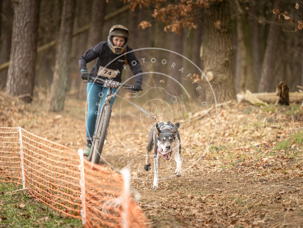 Pfotenfotografie_DV3A4055 | Hundefotografie, Tierfotograf, Pfotenfotografie, Fotoshooting Hund, Hunde Portrait, Hundesport, Hundeportraits, Heideshooting, Hunde, Sportfotograf, Hundefotograf, Turnierhundsport, THS,  - Realisiert mit Pictrs.com