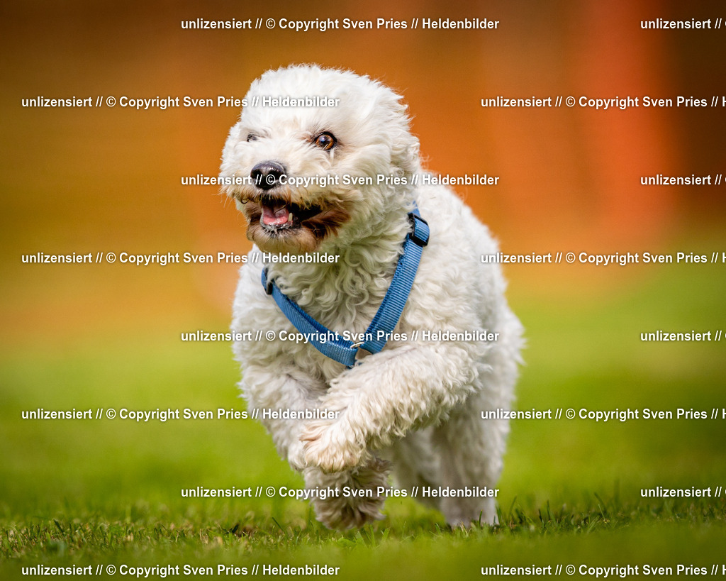 Sven Pries | 2024-09-22 - Hunderennen Baden-BadenPudelverein - Realisiert mit Pictrs.com