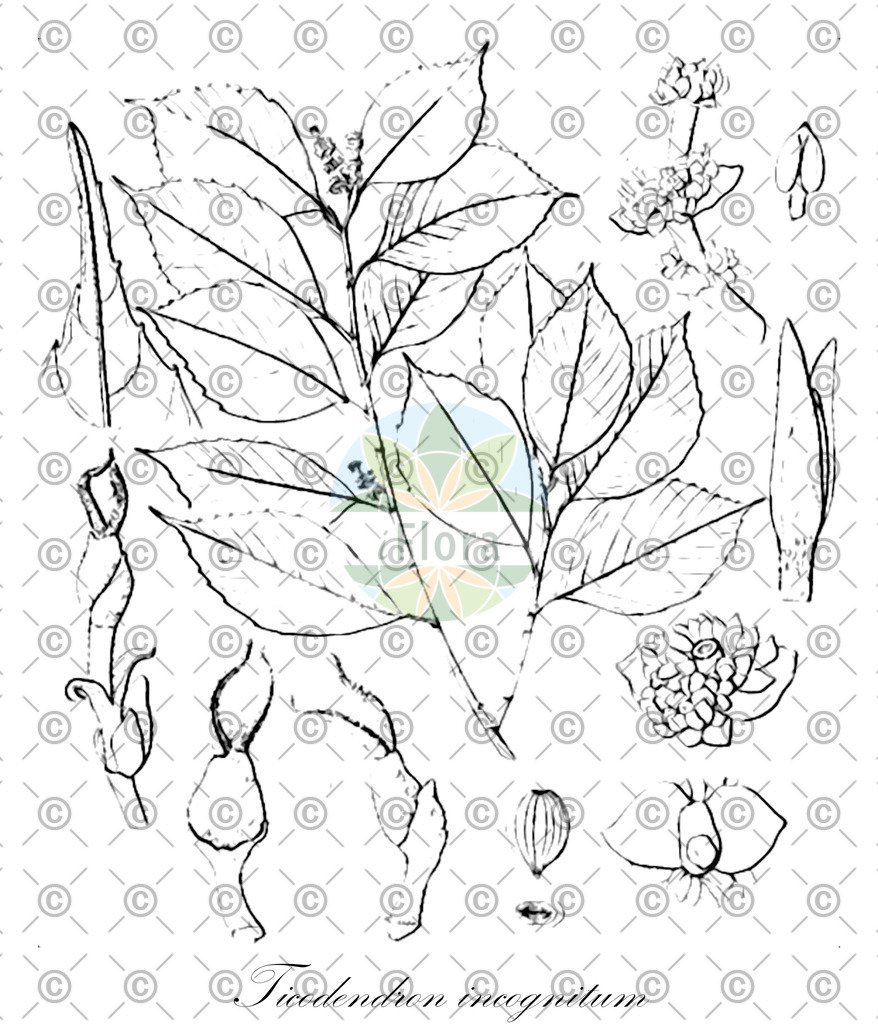 HistAbb_wfo-0000786983_2_ENZY_Simple | Historische Abbildung von Ticodendron incognitum - Ticodendraceae | Historical Illustration of Ticodendron incognitum - Ticodendraceae
