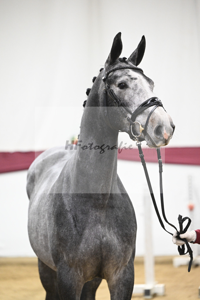 Kat-Nr. 97 Diamant De Semilly - Untouchable_Marian Mueller u Dr. Brigitte Seemann_47253168 | hf-fotografie - Realisiert mit Pictrs.com