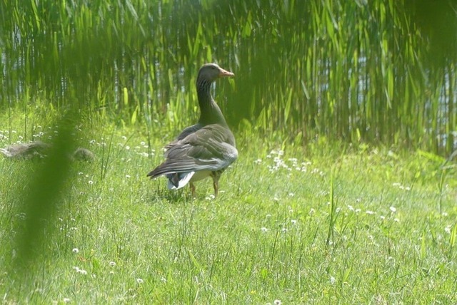Graugänse (2)VSB | Verkauf von Fotos und  Videoclips zumThema Natur.Motive sind Pflanzen, Tiere, Landschaftenund Wetter - Realisiert mit Pictrs.com