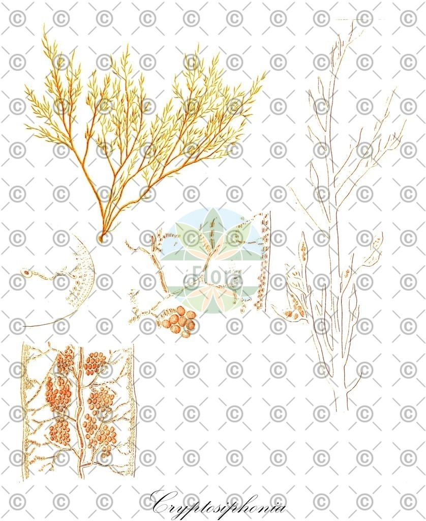 HistAbb_wfo-0000628491_1_ENZY_Simple | Historische Abbildung von Cryptosiphonia - Dumontiaceae (0) | Historical Illustration of Cryptosiphonia - Dumontiaceae (0)