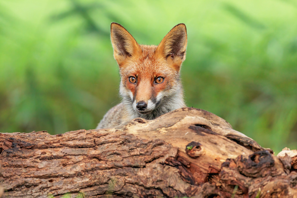 Wandbild - Neugieriger Fuchs hinter einem Baumstamm | Das Bild zeigt einen neugierigen Rotfuchs (Vulpes vulpes), der aufmerksam hinter einem Baumstamm hervorschaut. Der Fuchs hat einen wachen Ausdruck in seinen leuchtenden Augen, die durch das warme Sonnenlicht betont werden. Sein rotbraunes Fell kontrastiert schön mit dem grünen Hintergrund und dem braunen, texturierten Baumstamm im Vordergrund. Diese Szene fängt die natürliche Neugierde und Wachsamkeit des Fuchses in seiner natürlichen Umgebung ein.