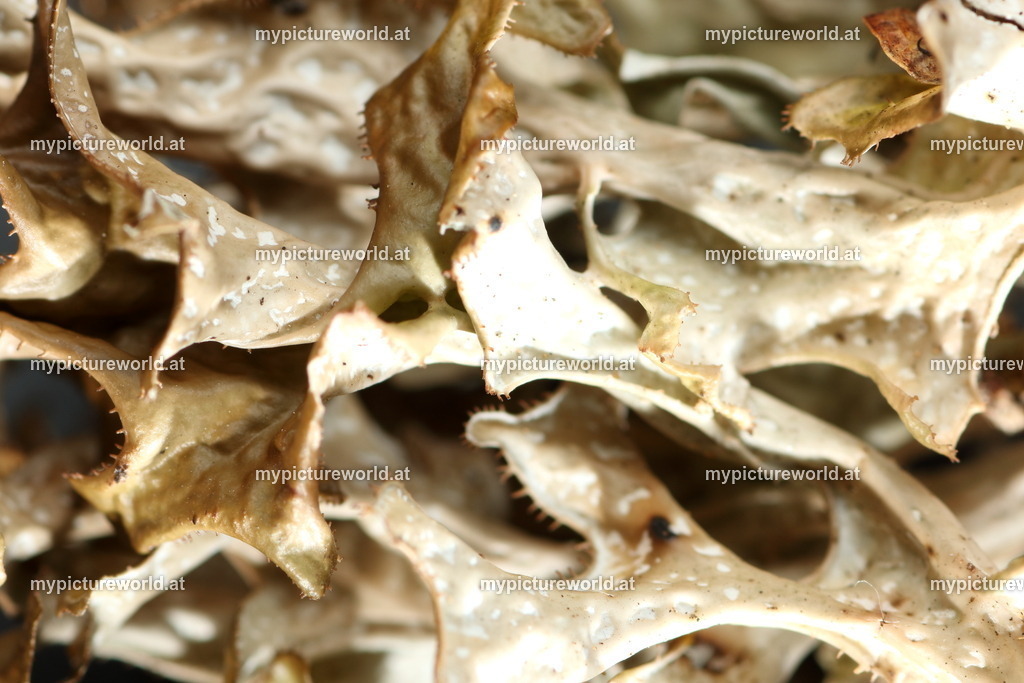 Isländisches Moos-003 | Das Bilderarchiv über Tiere, Planzen und Landschaften. In der Bilddatenbank finden Sie ein große Auswahl an hochwertigen Bilder für Ihre Werbung - Realized with Pictrs.com