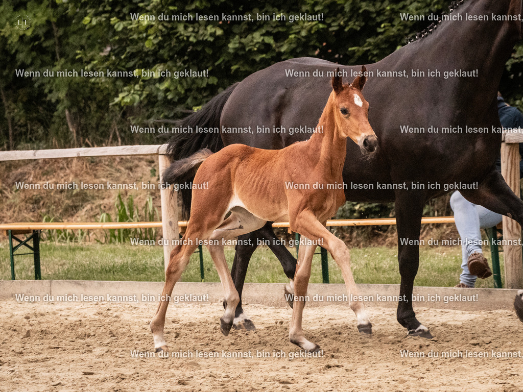 A10I5175 | photographylinaismer - Realisiert mit Pictrs.com