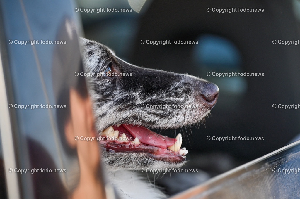 Hunde in Kroatien_ 31.07.2023-2 | 31.07.2023, Kroatien, HRV, Brač, Insel in Dalmatien im Bild Hunde, Shelties