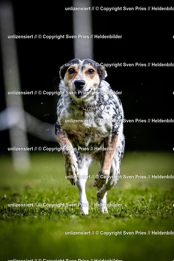 Sven Pries | 2025-10-03 - Hunderennen Obergrombach - Realisiert mit Pictrs.com