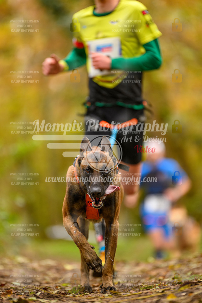 MompixPhotography_Bischwiller24_SA_Canicross-12 | mompixphotography