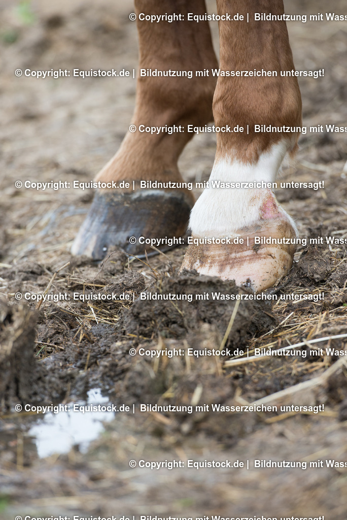 20160626_Hufe_im_Matsch_0002 | Foto: Thomas Hartig