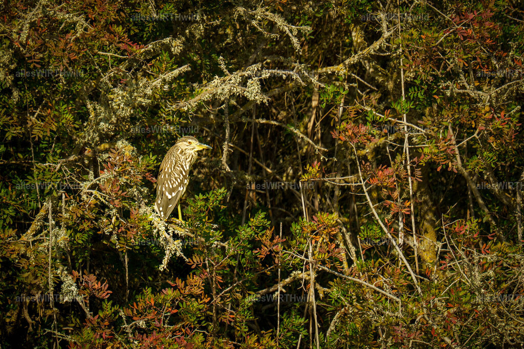 Daniel Wirth - www.allesWIRTHwild.de -7IV03185 | Entdecke die faszinierende Welt der Natur- und Wildlife-Fotografie von Daniel und Bärbel. Inspirierende Bilder von wilden Tieren und kleinen Naturwundern.