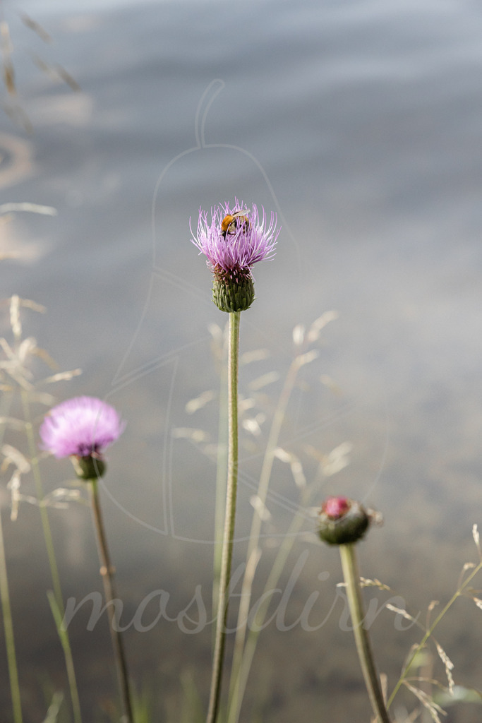Kratzdistel | Bei Veröffentlichung des Bildes ist eine Namensnennung wie folgt erforderlich: 
Foto: Mostdirn Irmgard Wieser
 - Realisiert mit Pictrs.com