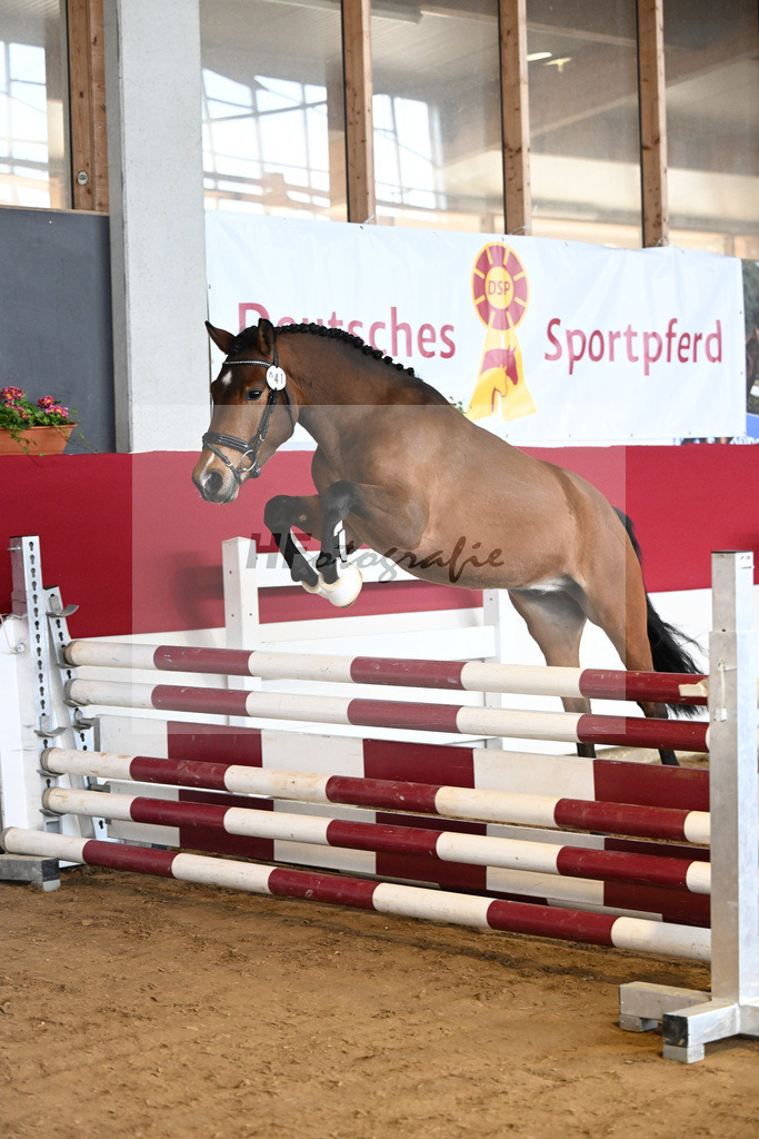Kat-Nr. 41 Quinto v. Quintas_Brugger_7251173 | hf-fotografie - Realizzato con Pictrs.com