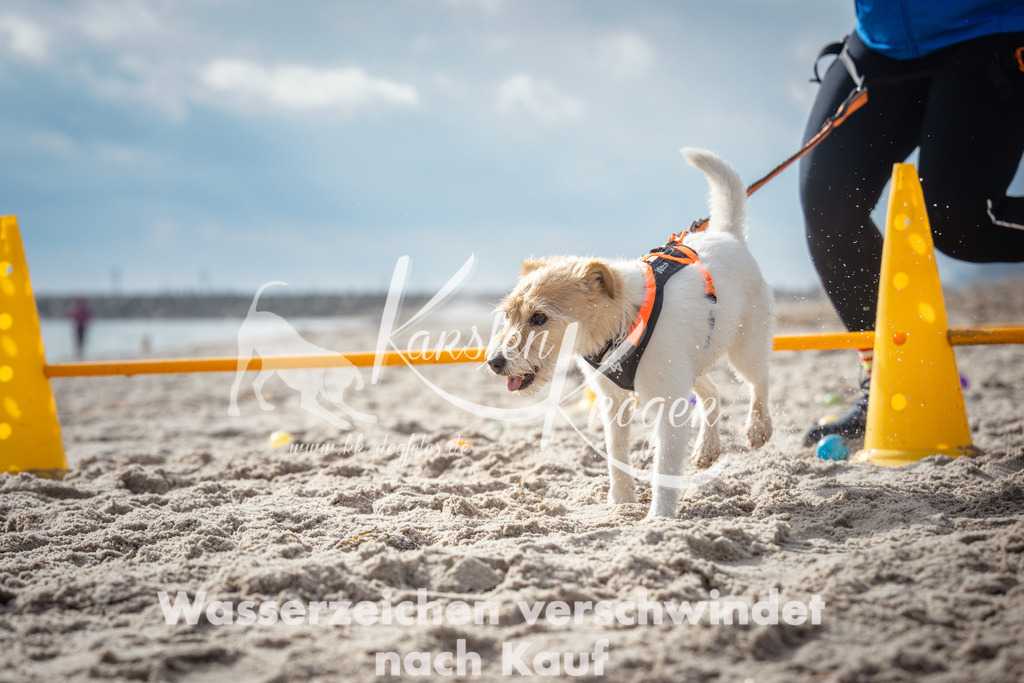 1155_ZZ92514 | kk-dogfotos