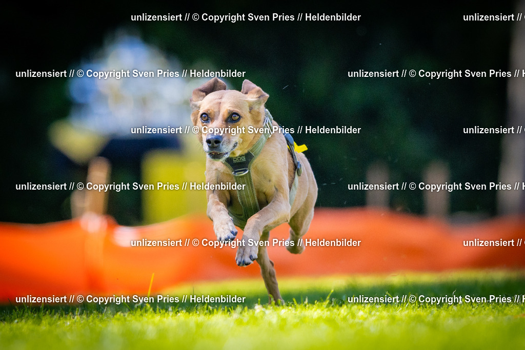 Sven Pries | 2025-08-10 - Hunderennen Durlach - Realisiert mit Pictrs.com