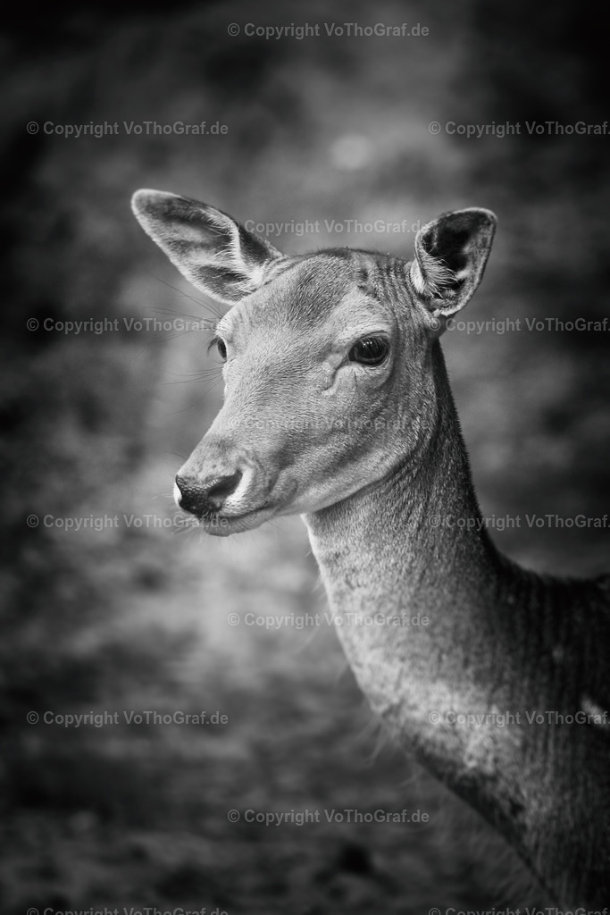 2013-07-13 - 4967 | Portrait, Fotograf, Berlin, Umkreis, Region, Menschen, Studio, Tierfotografie, Kopfkino, Studiofotografie, Outdoor, Homestory, Katzen, Hund, Hunde, Katze, Gravurarbeiten, kreativ, - Realisiert mit Pictrs.com