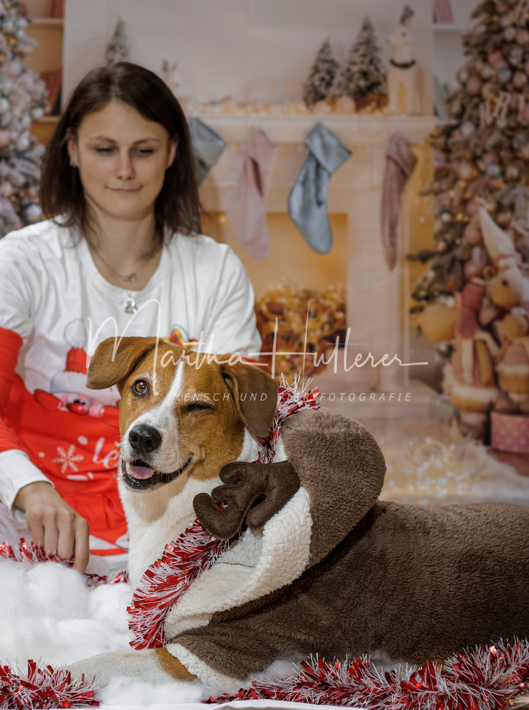 Weihnachts Minis  | Emotionale Mensch und Tier Fotografin. Aus Gösing am Wagram, zwischen Tulln und Krems an der Donau. 