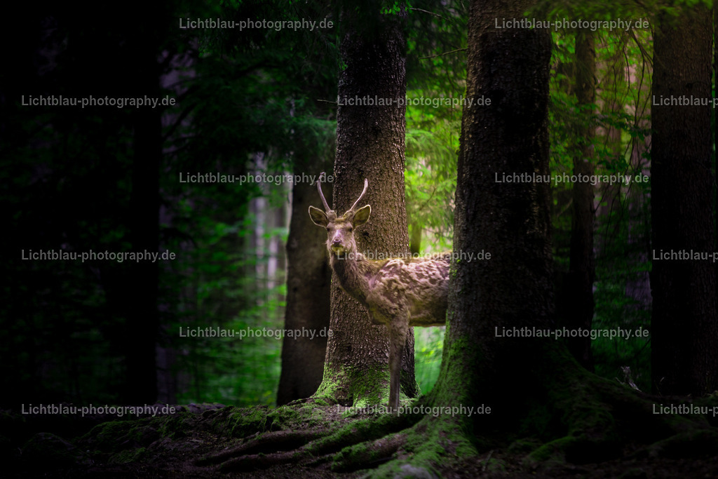 Rotwild / Hirsch | Der Rothirsch (Cervus elaphus) ist eine Art der Echten Hirsche. In der Jägersprache spricht man bei der Bezeichnung von mehreren Tieren vom Rotwild. Wie bei den meisten anderen Vertretern der Hirsche bildet nur das männliche Tier jährlich ein Geweih aus. Im mitteleuropäischen Raum ist der Rothirsch eines der größten freilebenden Wildtiere und kommt hier fast nur noch in Waldbiotopen vor. Ursprünglich war er Bewohner offener und halboffener Landschaften. - Realisiert mit Pictrs.com