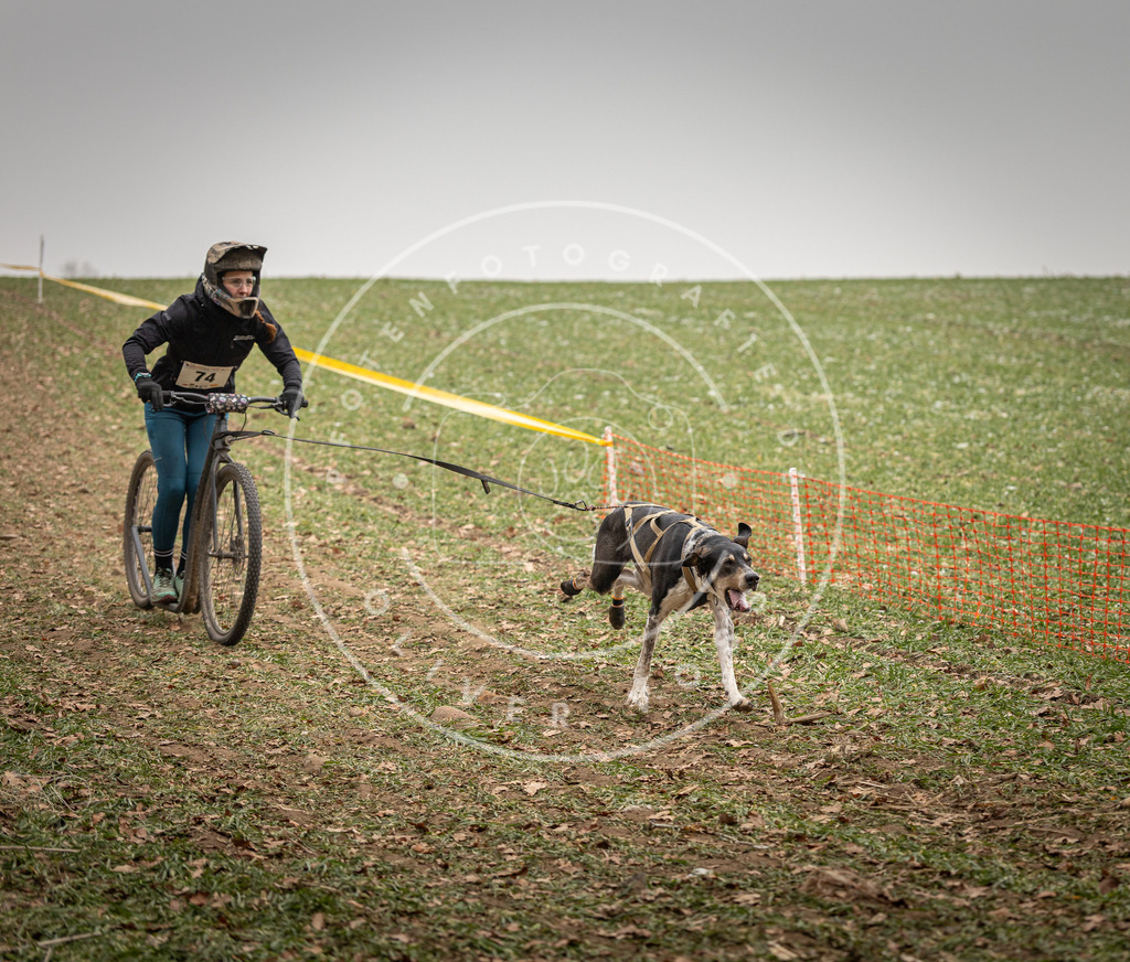Pfotenfotografie_DV3A3687 | Hundefotografie, Tierfotograf, Pfotenfotografie, Fotoshooting Hund, Hunde Portrait, Hundesport, Hundeportraits, Heideshooting, Hunde, Sportfotograf, Hundefotograf, Turnierhundsport, THS,  - Realisiert mit Pictrs.com