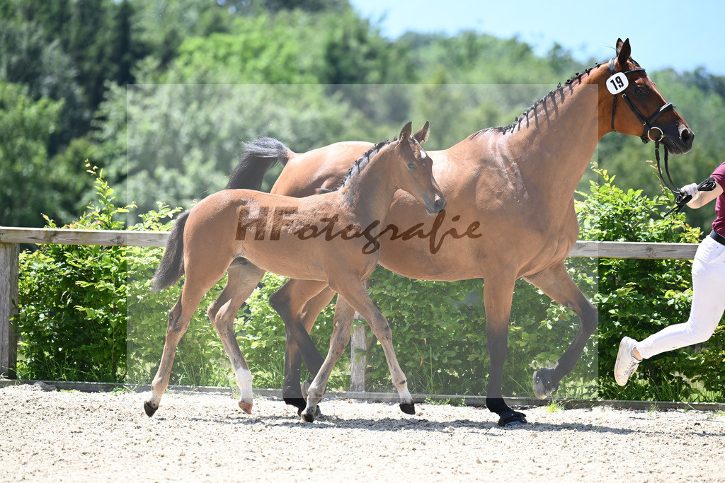 Adzaro de L Abbaye B x Arrivederci_HF_Hunklinger_19240533 | hf-fotografie - Realisiert mit Pictrs.com