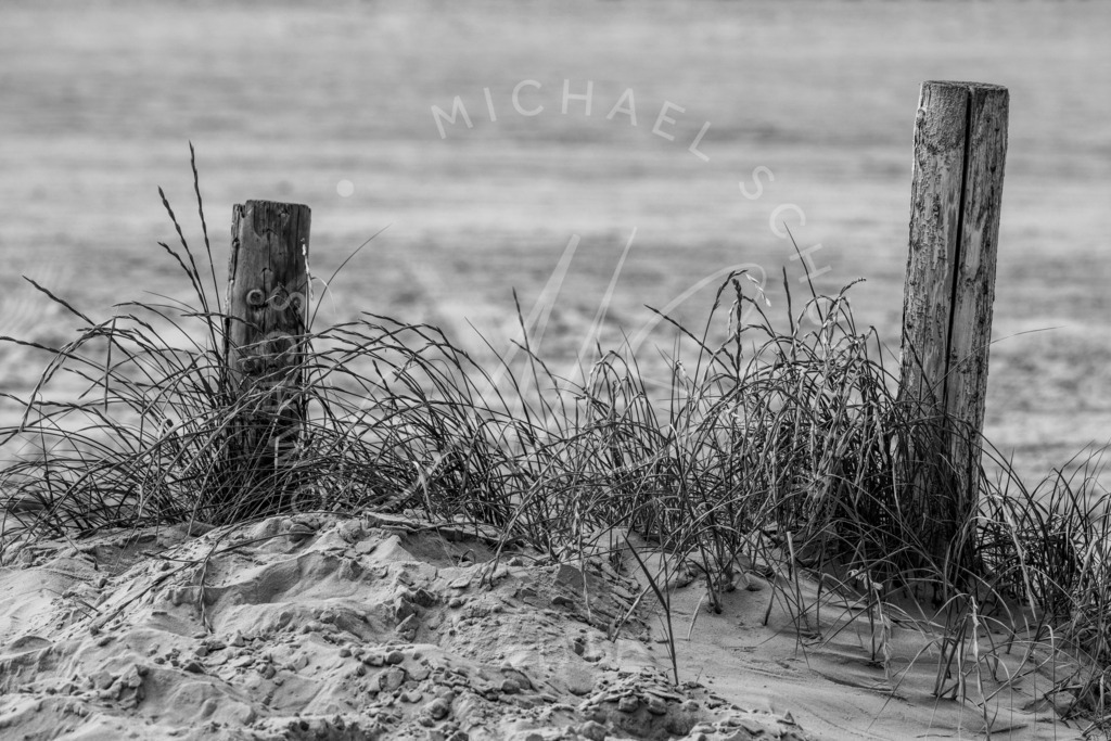 2021-07-23 Strand SPO - 022 | Dünengras 2 - Realisiert mit Pictrs.com