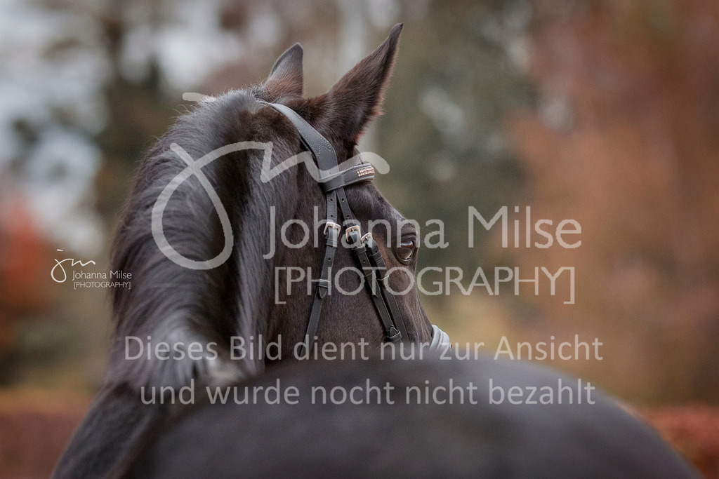 171028_Willow-154cc_web | Verkauf nur auf Anfrage