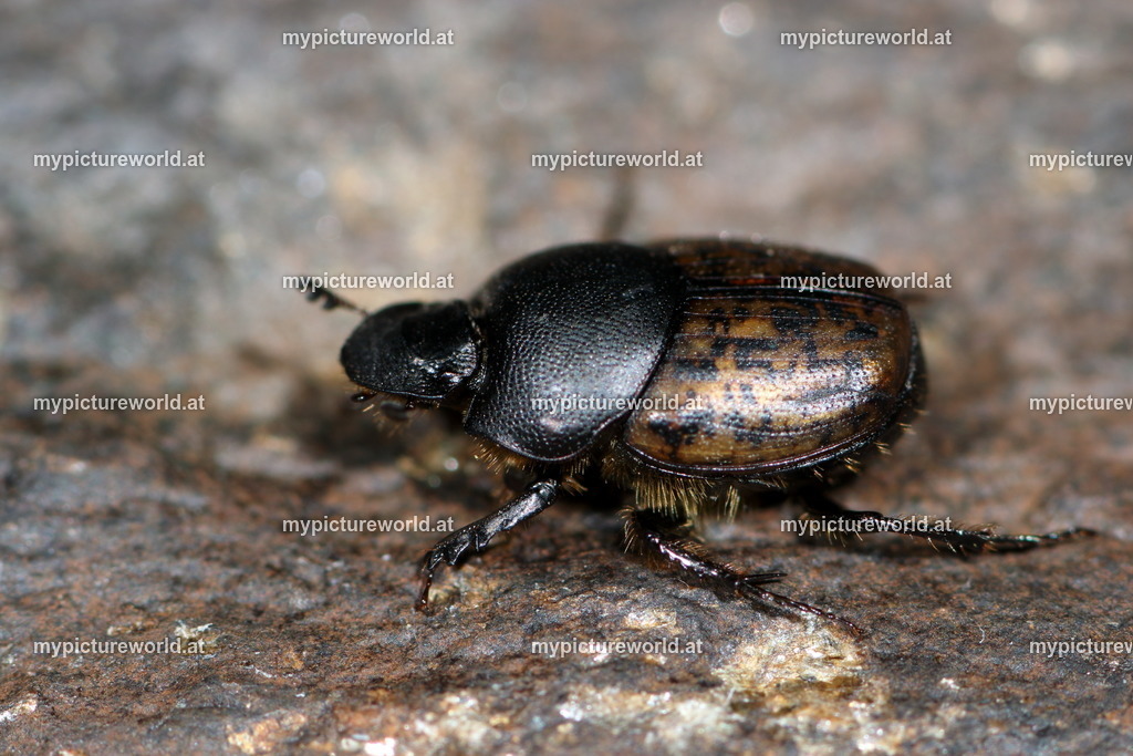 Ontophagus fracticornis-003 | Das Bilderarchiv über Tiere, Planzen und Landschaften. In der Bilddatenbank finden Sie ein große Auswahl an hochwertigen Bilder für Ihre Werbung - Realisiert mit Pictrs.com