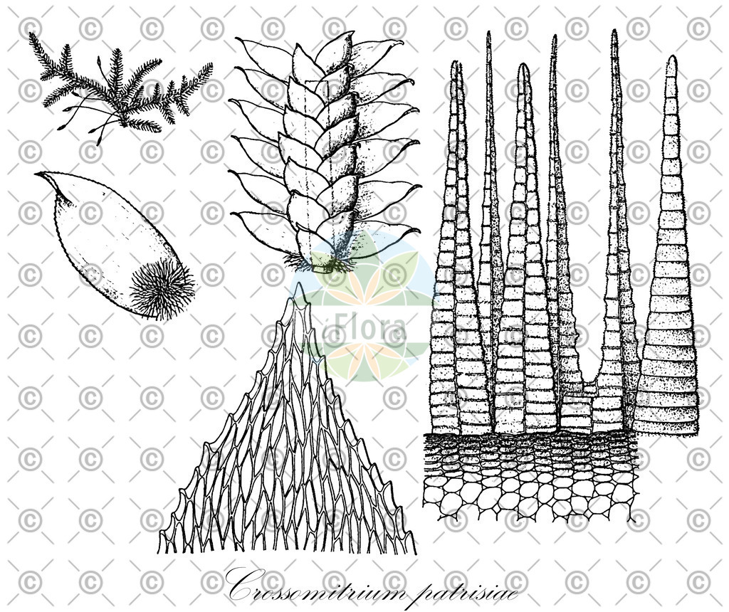 HistAbb_wfo-0000626482_1_ENZY_Simple | Historische Abbildung von Crossomitrium patrisiae - Hookeriaceae | Historical Illustration of Crossomitrium patrisiae - Hookeriaceae