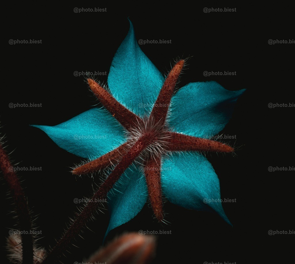 IMGC8759 | photobiest - Realisiert mit Pictrs.com