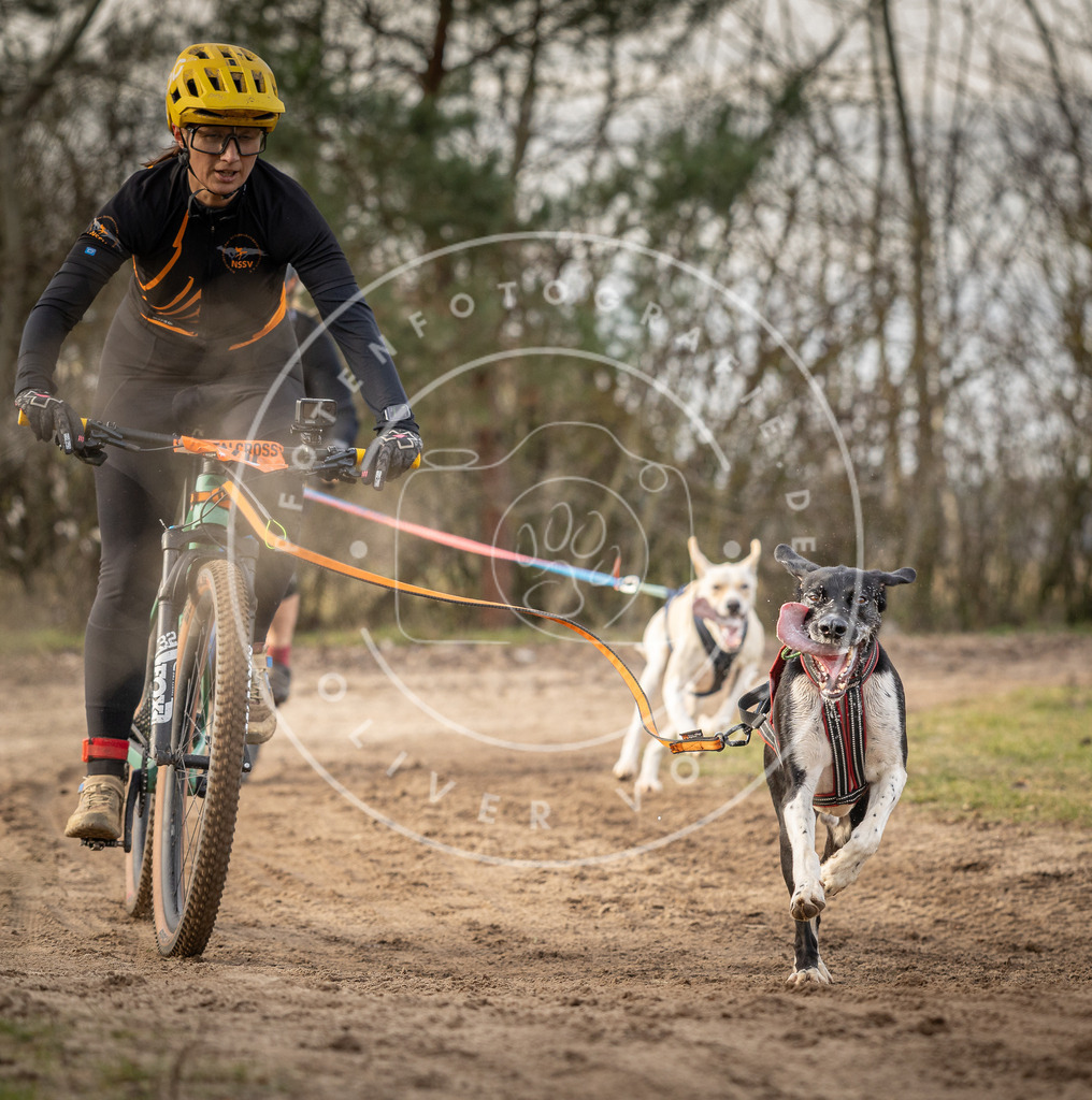 Pfotenfotografie_DV3A8063 | Hundefotografie, Tierfotograf, Pfotenfotografie, Fotoshooting Hund, Hunde Portrait, Hundesport, Hundeportraits, Heideshooting, Hunde, Sportfotograf, Hundefotograf, Turnierhundsport, THS,  - Realisiert mit Pictrs.com
