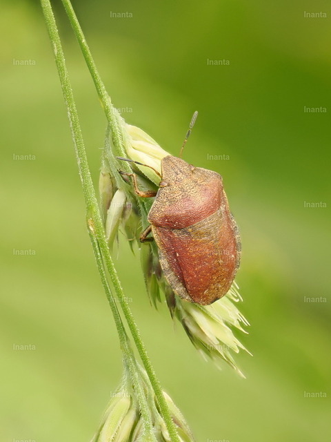 Schildkrötenwanze (Eurygaster testudinaria) | Inanta - Realisiert mit Pictrs.com
