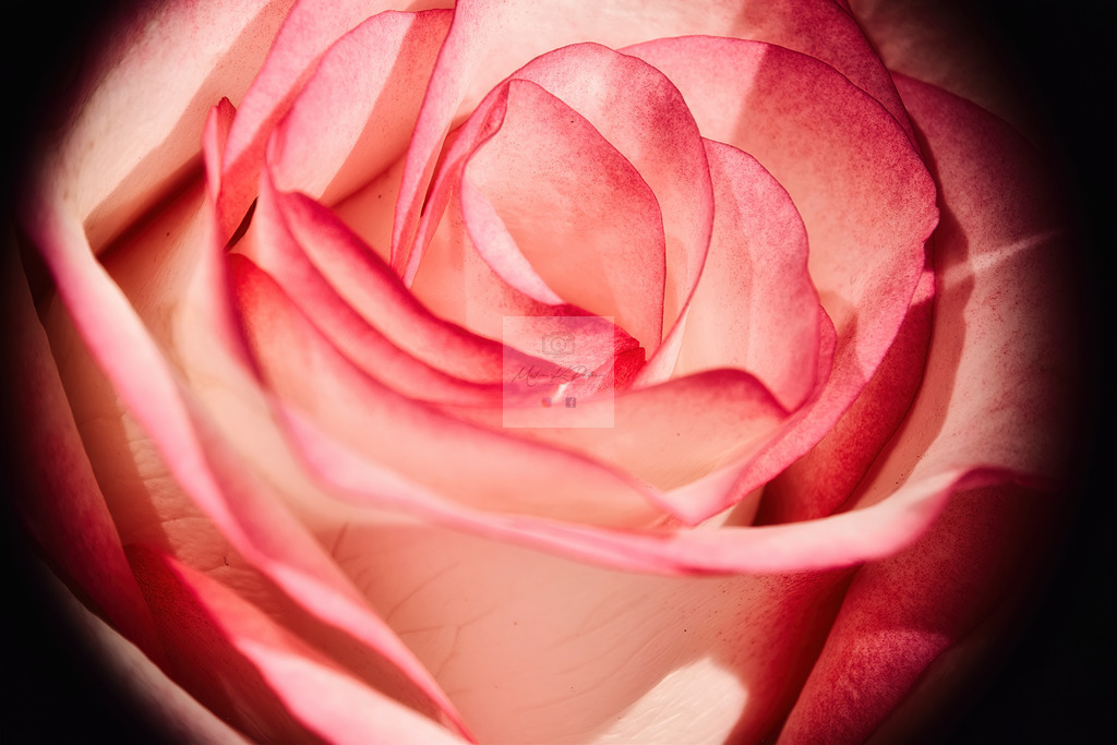 Makro - floral (31) | Buche Fotoshootings und entdecke hochwertige Fotoprodukte bei Mathias Ku Photos. Personalisiert, kreativ & mit Liebe zum Detail. Jetzt informieren! - Realisiert mit Pictrs.com