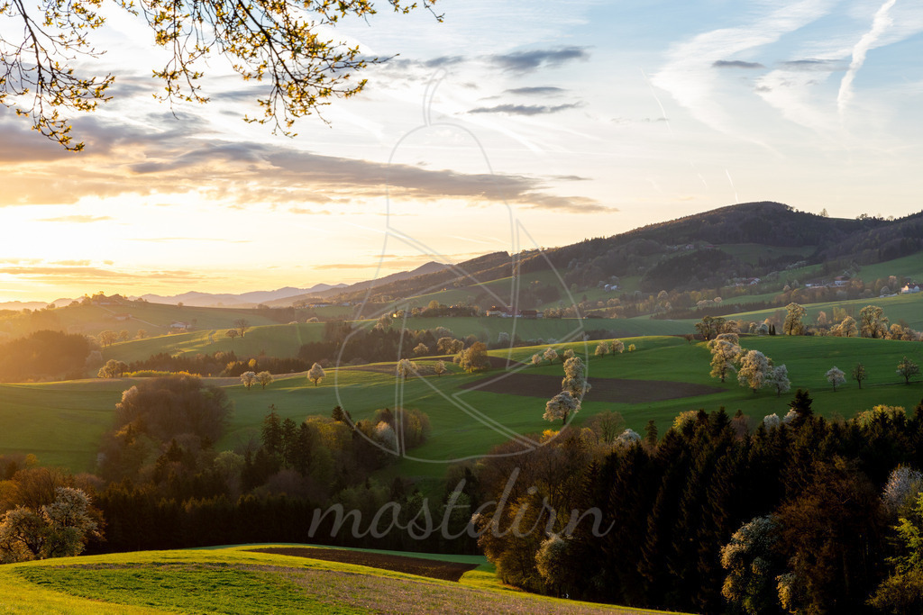 Birnbaumbluete_Mostviertel_2024_Mostdirn_Irmgard_Wieser-7982 | Ihre Fotografin im Lungau, ihre Fotografin im Mostviertel, Wandbilder Onlineshop, Imagefotos für Ihr Unternehmen,  - Realisiert mit Pictrs.com