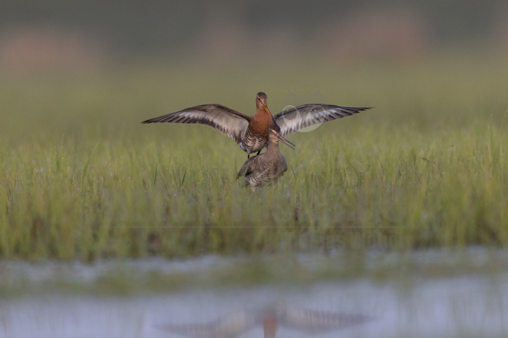 R5NF3848-20230410 | Die Uferschnepfe, im Plattdeutschen auch als Greta bezeichnet, ist eine Vogelart aus der Familie der Schnepfenvögel. Uferschnepfen sind Langstreckenzieher und brüten vorwiegend auf Feuchtwiesen. - Realisiert mit Pictrs.com