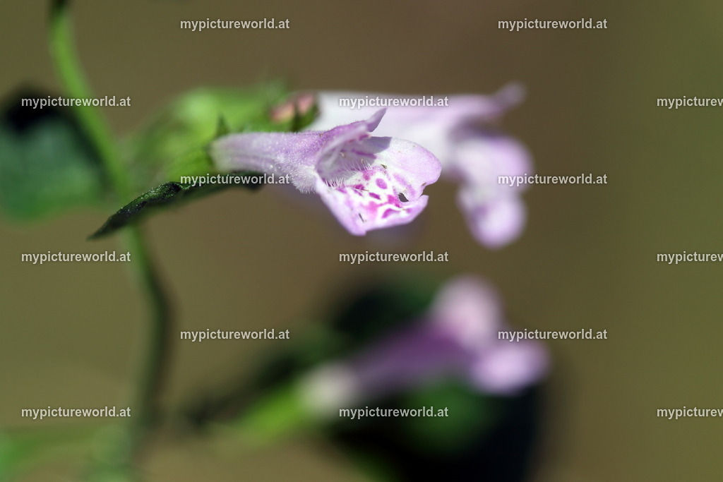 Wald-Bergminze-001 | Das Bilderarchiv über Tiere, Planzen und Landschaften. In der Bilddatenbank finden Sie ein große Auswahl an hochwertigen Bilder für Ihre Werbung - Realisiert mit Pictrs.com