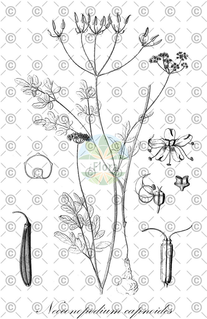 HistAbb_wfo-0000250066_1_ENZY_Simple | Historische Abbildung von Neoconopodium capnoides - Apiaceae | Historical Illustration of Neoconopodium capnoides - Apiaceae