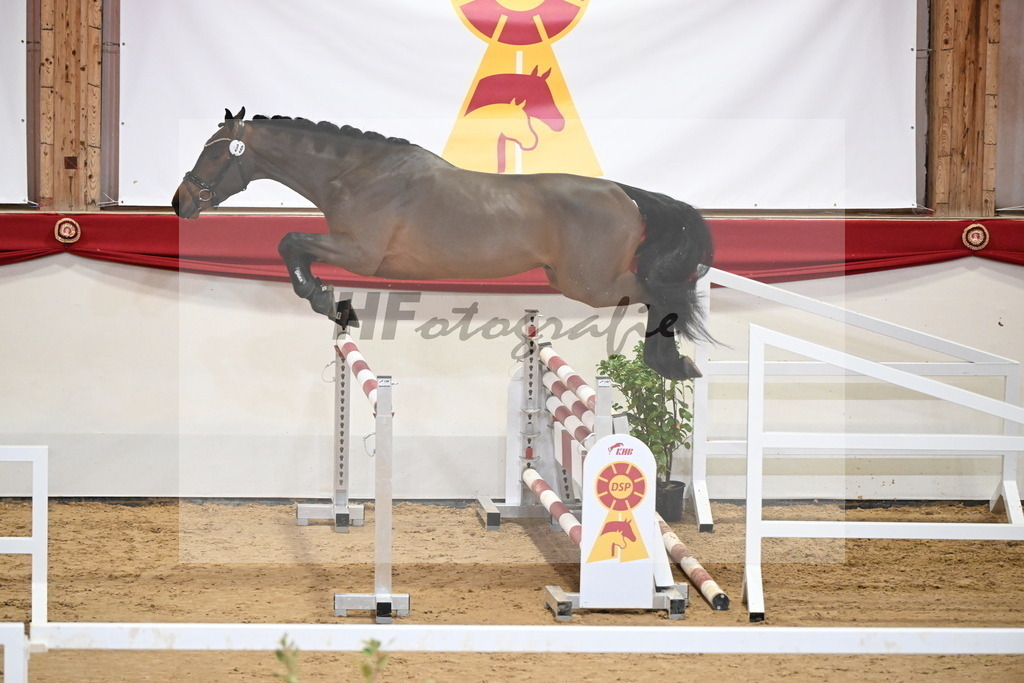 Kat.-Nr. 39 v. Uricas van de Kattevennen_Laue_2251283 | hf-fotografie - Realizzato con Pictrs.com