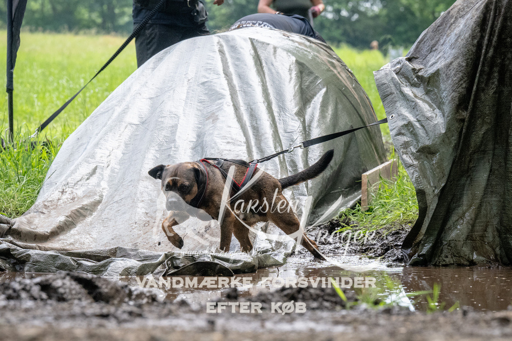 1127_ZZ92939 | kk-dogfotos
