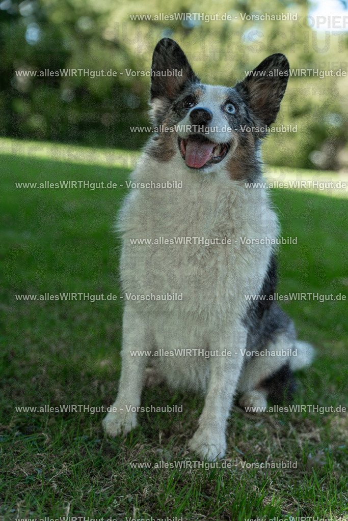 Hundeschwimmen_Volksbad_2026-allesWIRTHgut_Tierfotografie-2609061323-7R500740 | Professionelle Tierfotografie in Mönchengladbach von Daniel Wirth (allesWIRTHgut). Liebevolle & natürliche Bilder von Hunden & Katzen für unvergessliche Erinnerungen.
