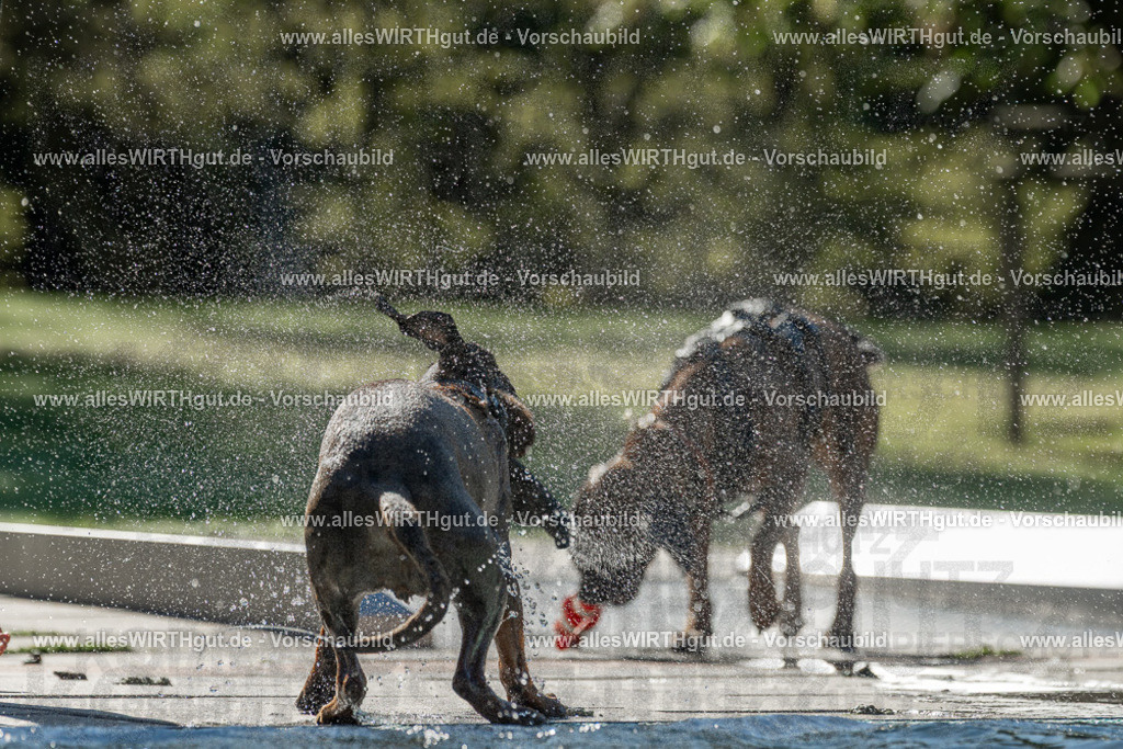 Hundeschwimmen_Volksbad_2026-allesWIRTHgut_Tierfotografie-2609061031-094148-7R508953 | Professionelle Tierfotografie in Mönchengladbach von Daniel Wirth (allesWIRTHgut). Liebevolle & natürliche Bilder von Hunden & Katzen für unvergessliche Erinnerungen.