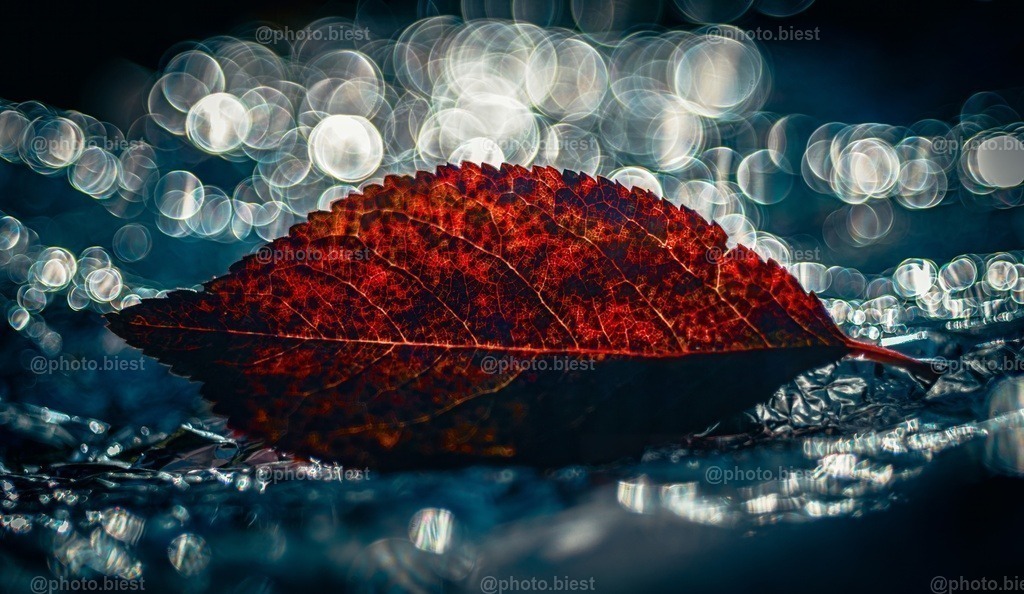 Herbstblattgeblubber | Ein kleines, rotes Blatt im Bokehbad. - Realisiert mit Pictrs.com