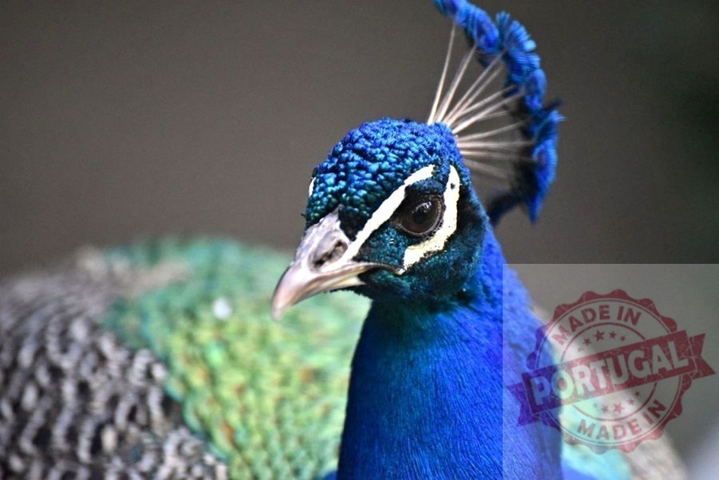 Peacock headshot showing colorful blue breeding plumage | Peacock displaying vibrant blue and green feathers with a distinctive crest - Realized with Pictrs.com