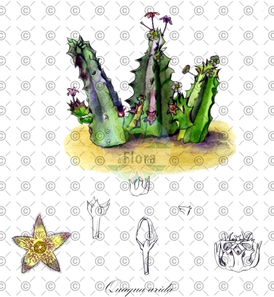 HistAbb_wfo-0000733354_19_ENZY_Simple | Historische Abbildung von Quaqua arida - Apocynaceae | Historical Illustration of Quaqua arida - Apocynaceae