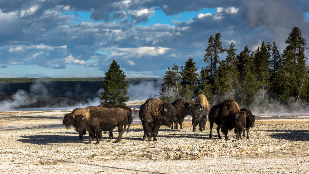 our territory | a group of bisons near the visitor walkway of Lower Geyser Basin, Yellowstone - Realisiert mit Pictrs.com