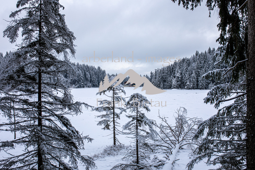 OE7A8951 | der Winter hat die Landschaft um den Großen Arbersee fest im Griff