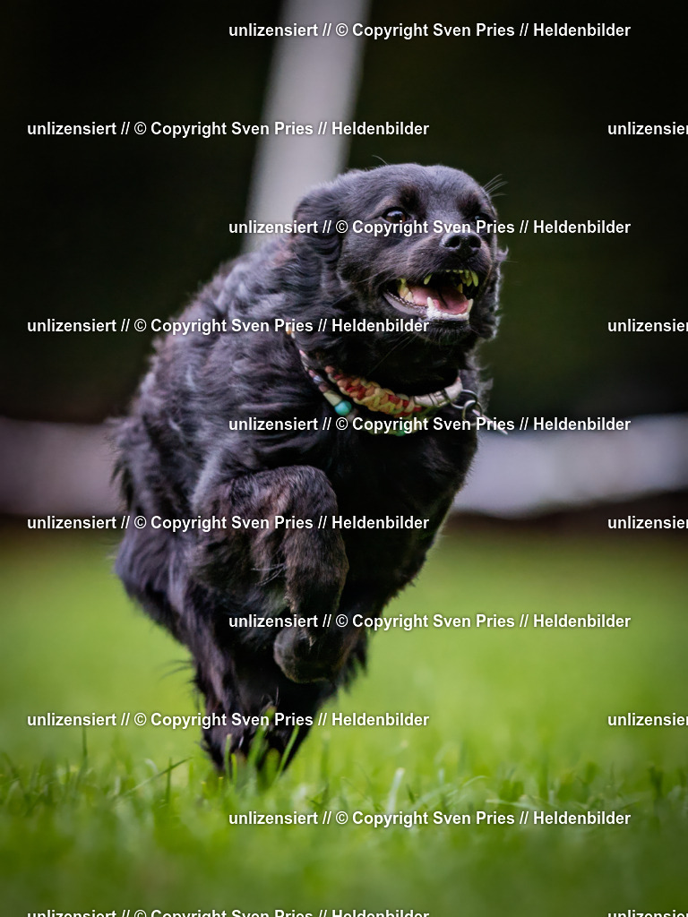 Sven Pries | 2024-10-19 - Hunderennen Ober-Grombach - Realisiert mit Pictrs.com