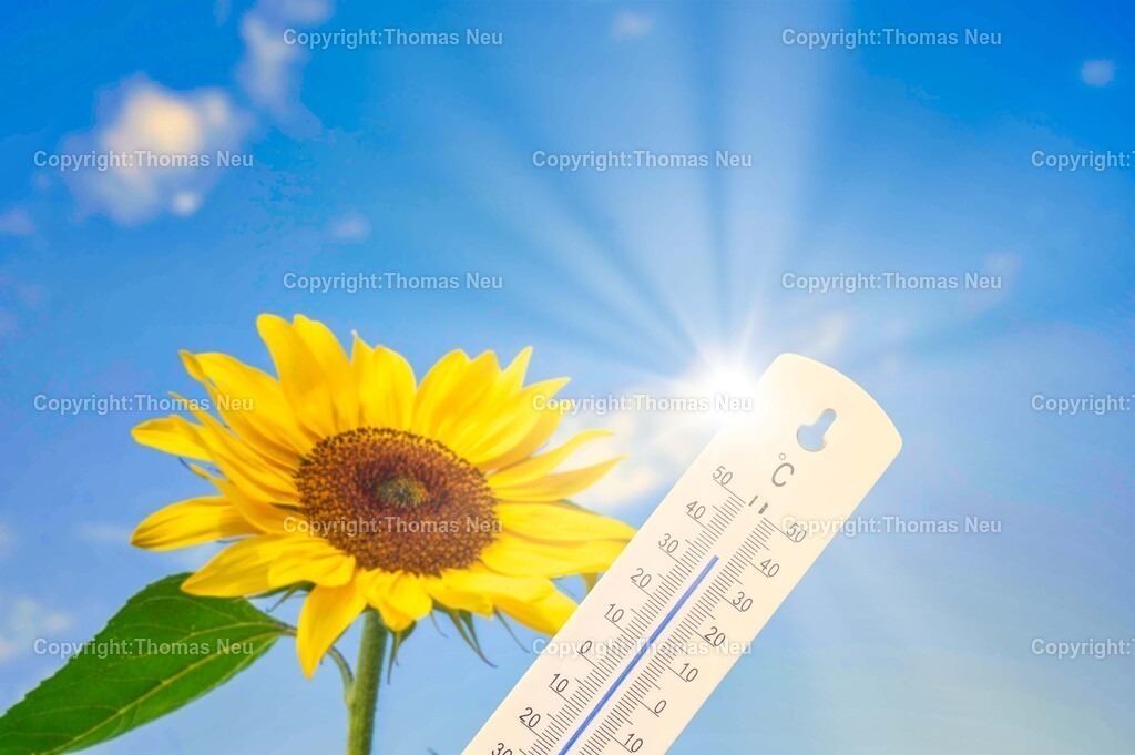 DSC_0694_Sonne | Lorsch, Sonnenblumenfeld, Thema Hitze, ,, Bild: Thomas Neu
