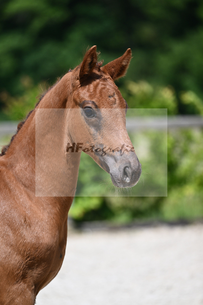 Kat-Nr. 8 HF DSP Feliciano_Niedermair_15230161 | hf-fotografie - Realizzato con Pictrs.com