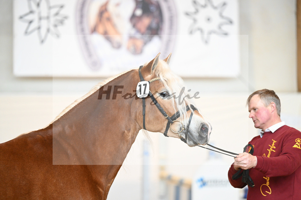 Kat-Nr. 17 v. Amore Mio_Stange_2230241 | hf-fotografie - Realisiert mit Pictrs.com
